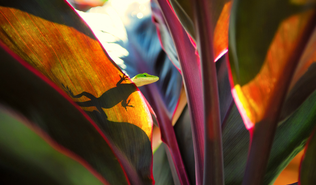 Ящерица на широких листьях