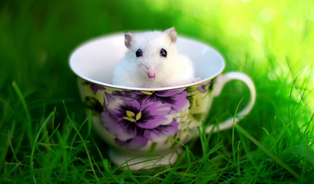 Мышка в чашке