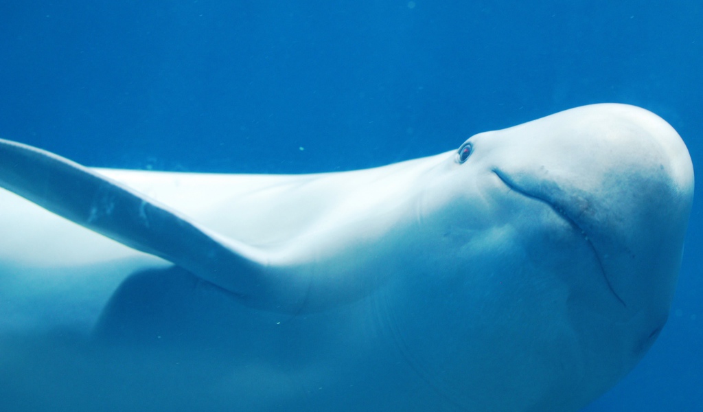 Белый дельфин