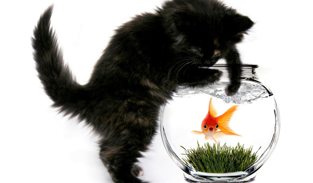 Кошка и рыбка