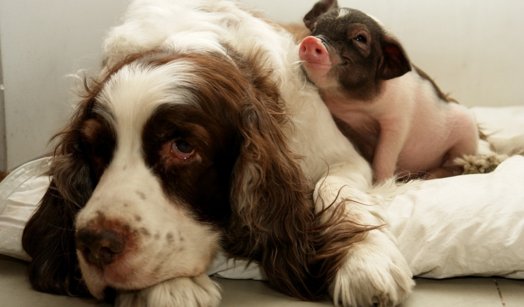 Dog and Pig