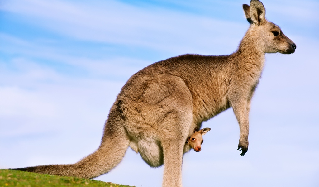 Кенгуру с детенышем