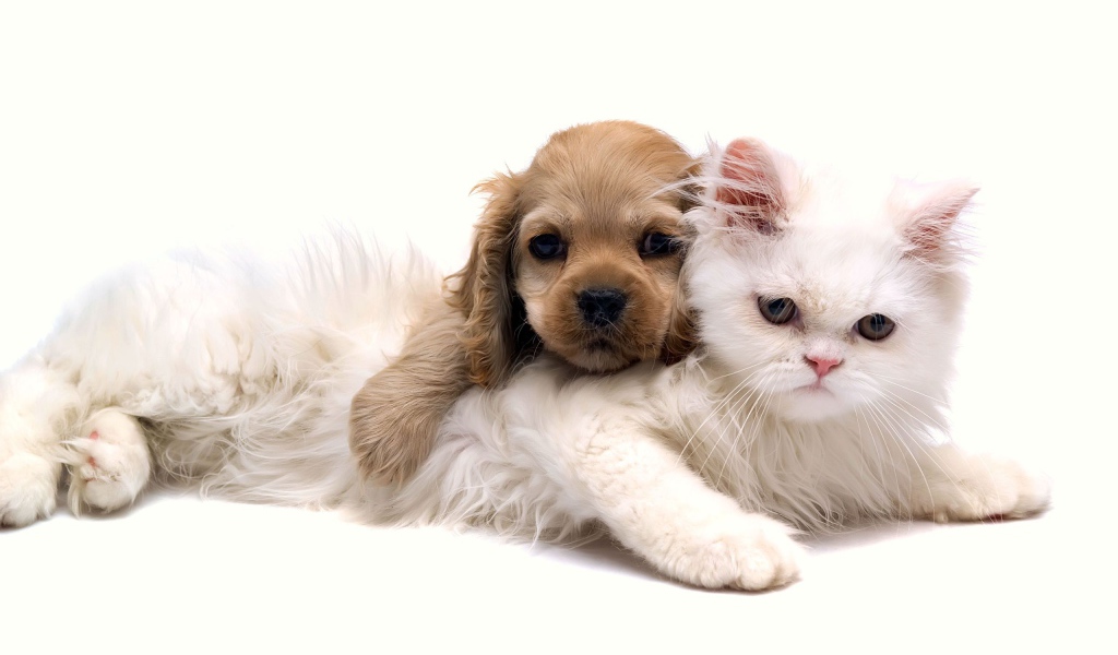 Белая кошка и щенок