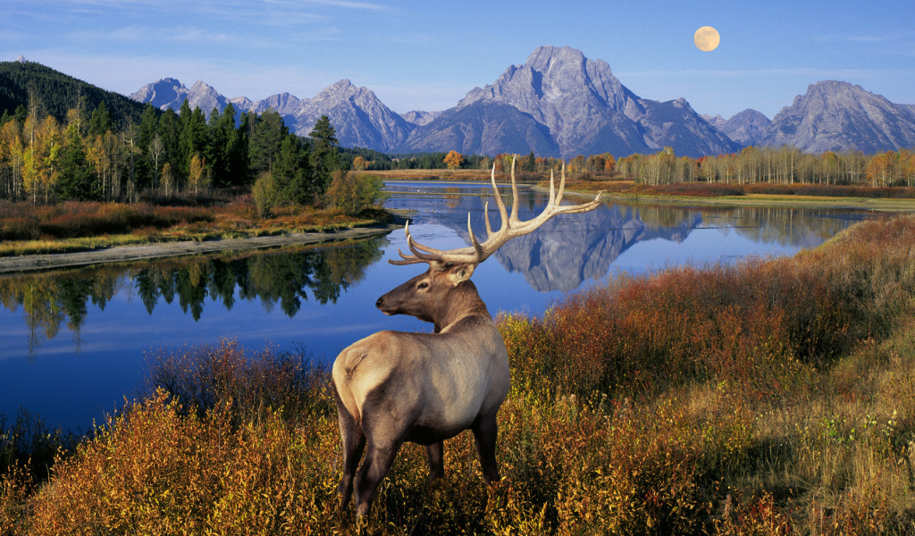 Олень у реки