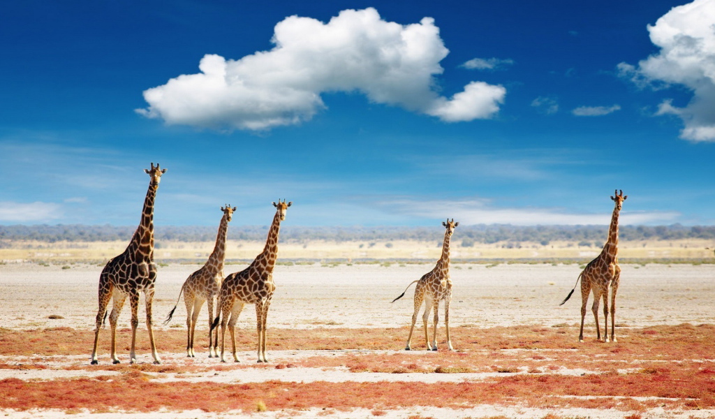 Жирафы в саванне