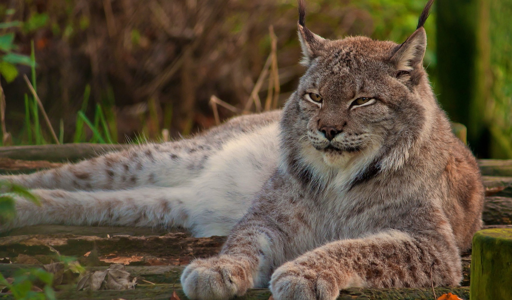 Рысь канадская
