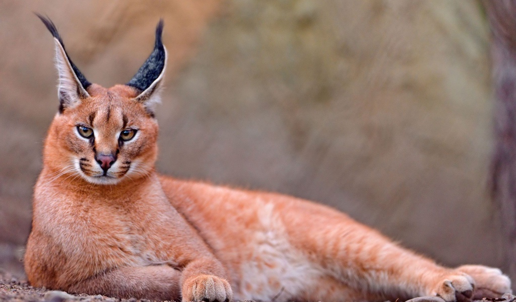 Степная рысь