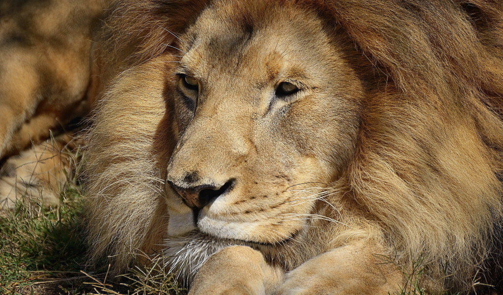 Царь зверей