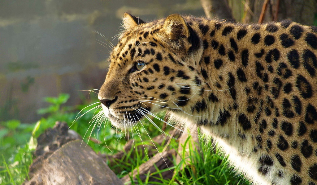 Леопард уссурийский