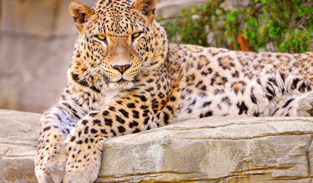 Леопард на камне