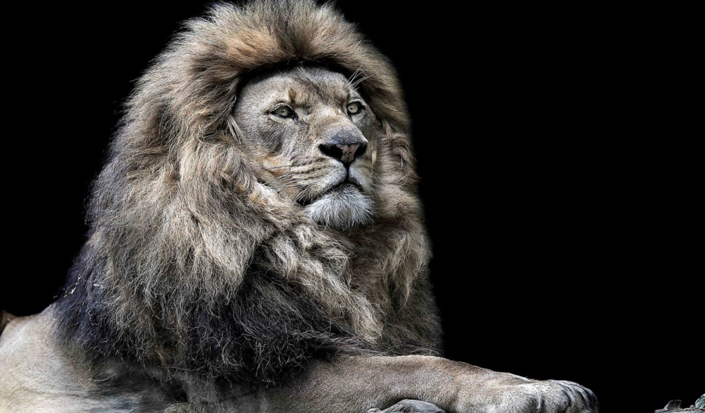 Лев - царь зверей