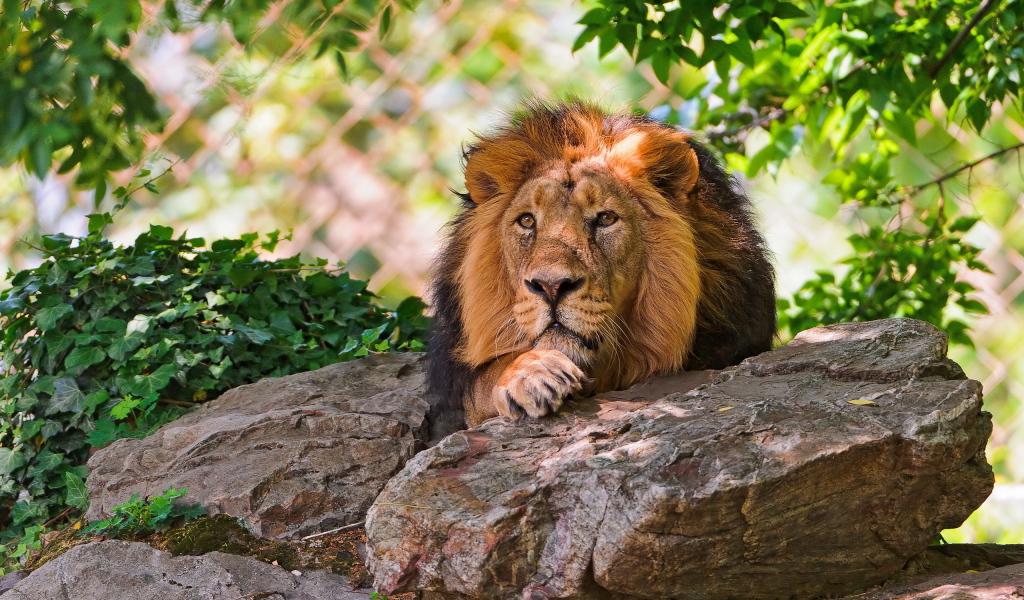 Лев за камнем