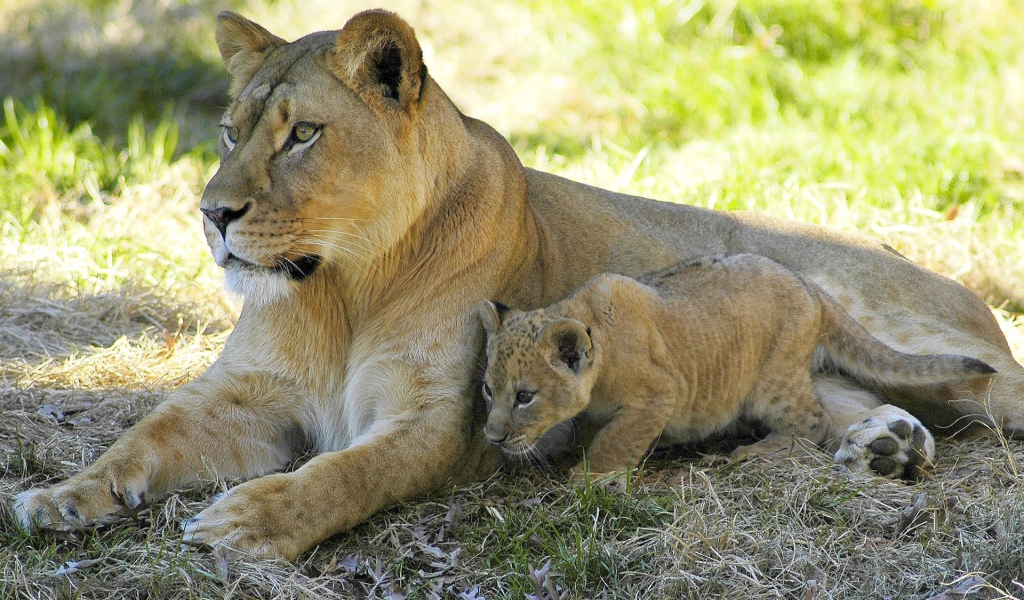 Львица и малыш