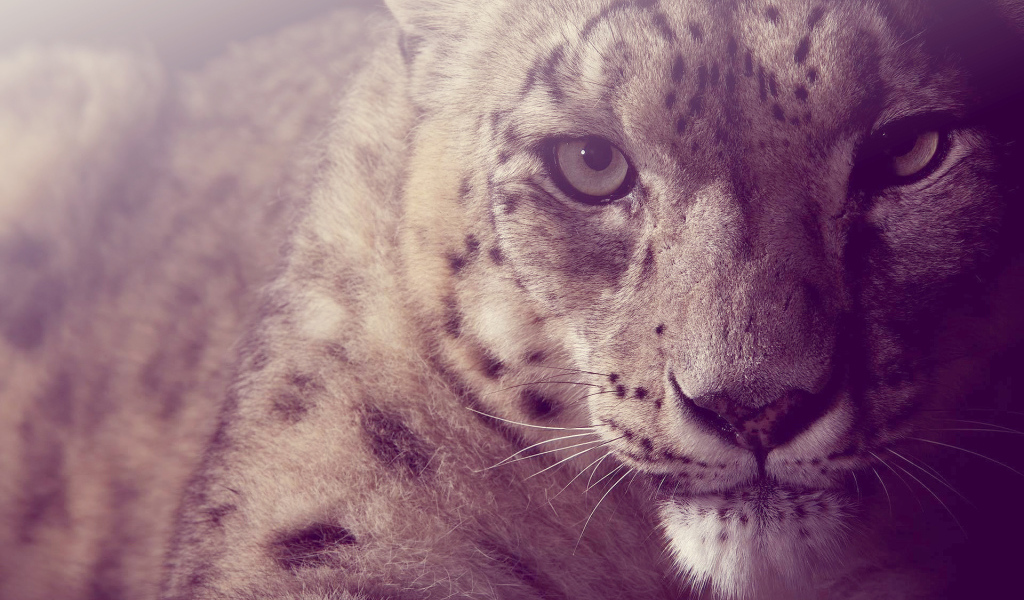 Взгляд снежного барса