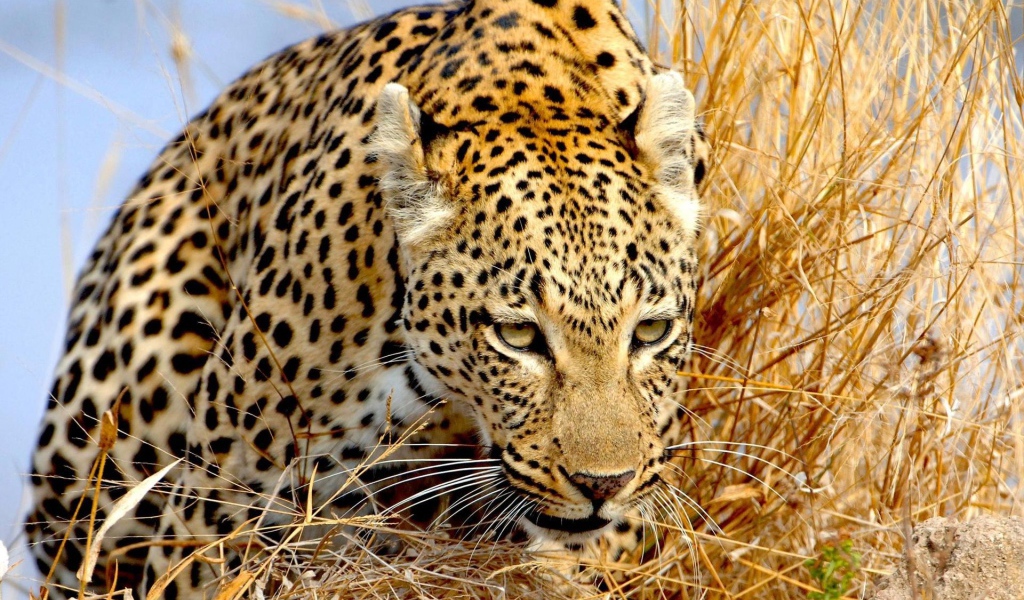 Крадущийся леопард