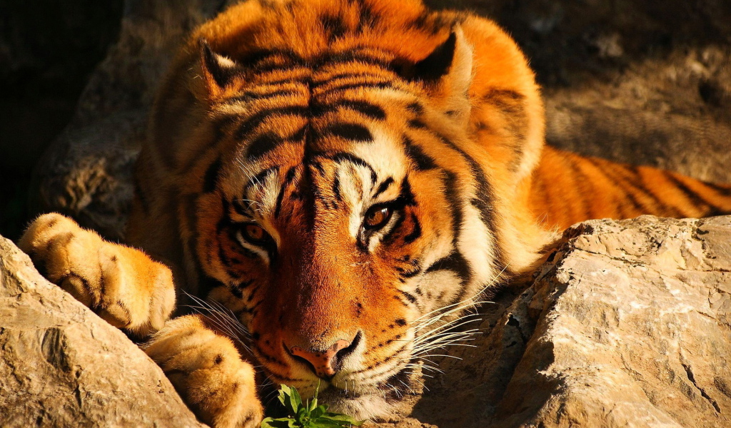 Тигр среди камней