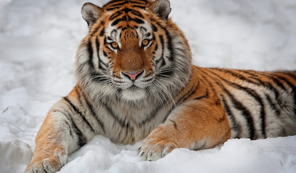 Тигр на снегу