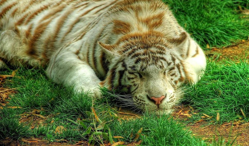 Белый тигр на траве