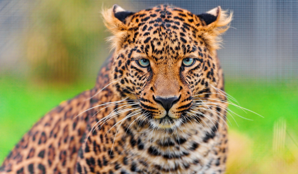 Дикая кошка