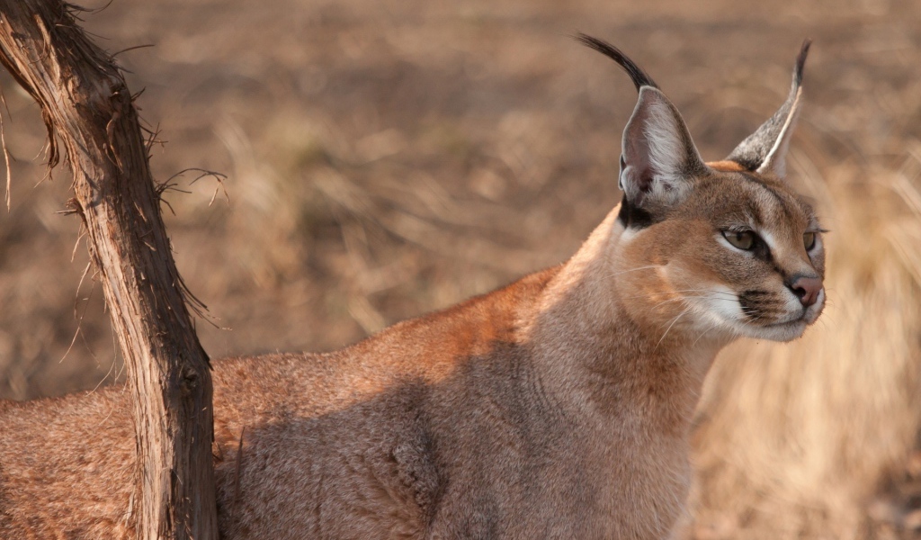 Дикая кошка
