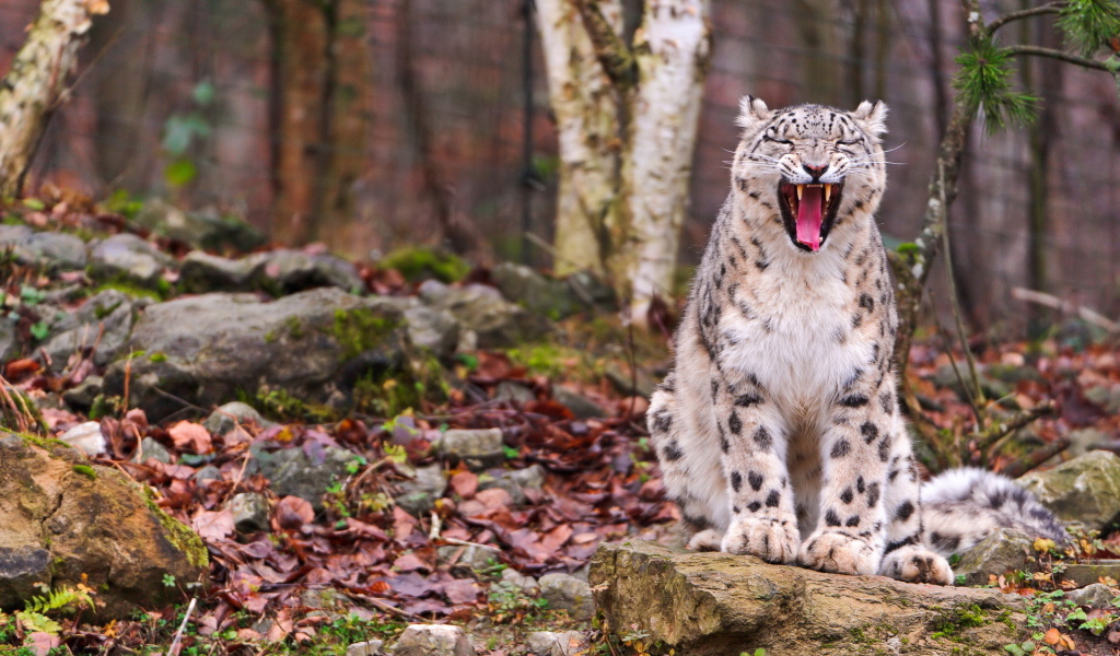 Свирепый ирбис