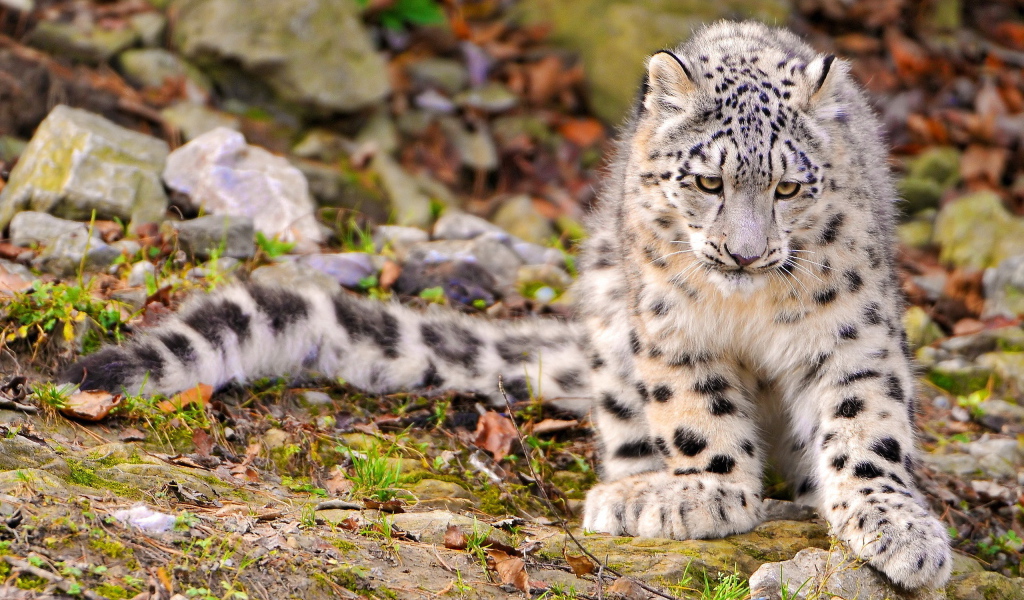 Снежный барс