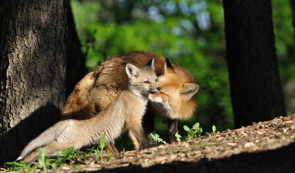 Семейство лис