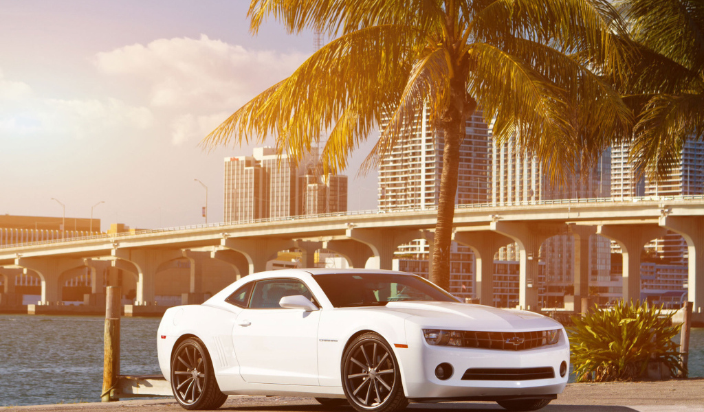 Chevrolet Camaro под пальмой