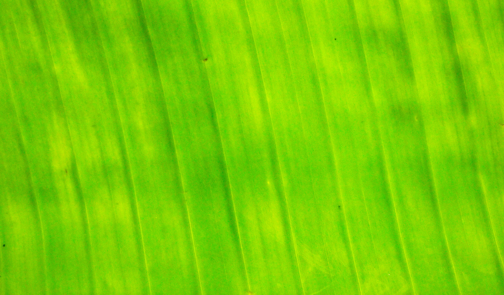 Банановый лист