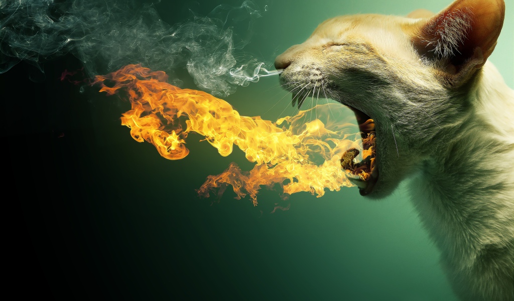 Кот в огне