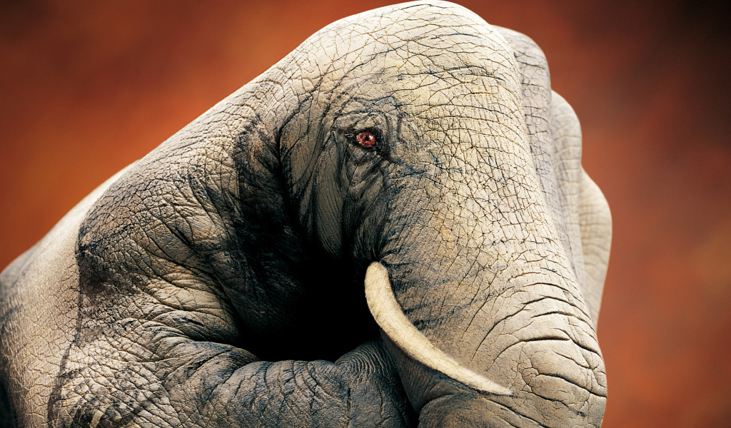 Слон ручной