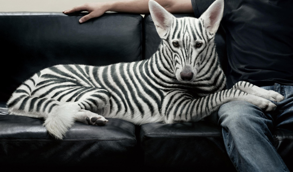 Полосатая собака