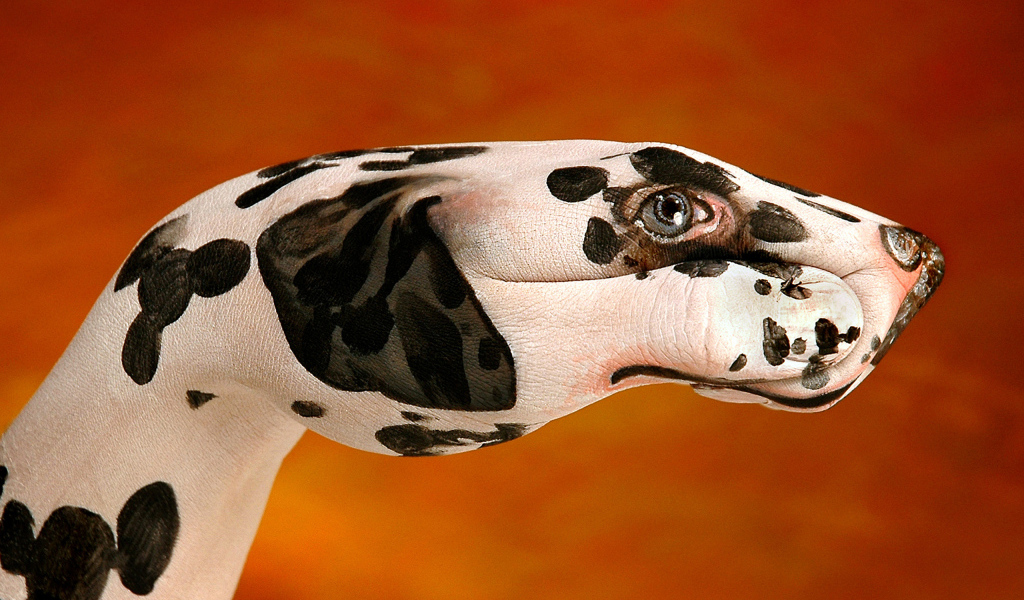 Далматинец