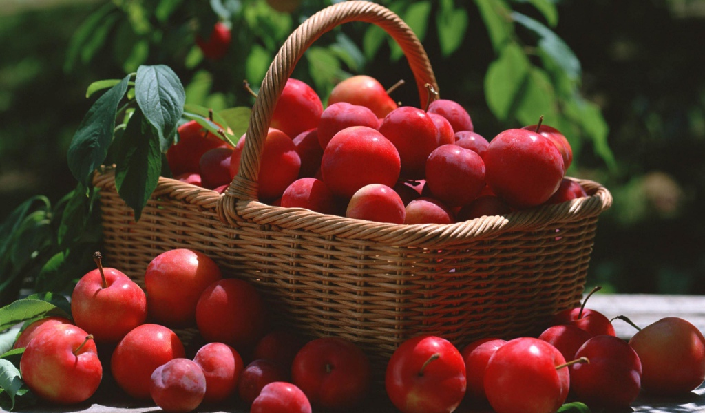 Красные сливы в корзине 