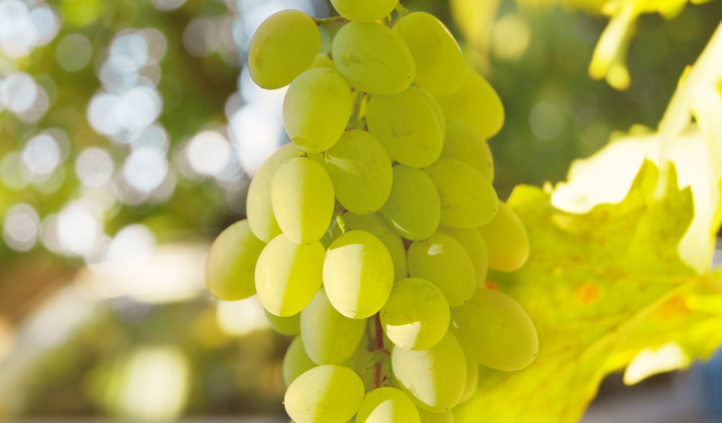 Белый виноград
