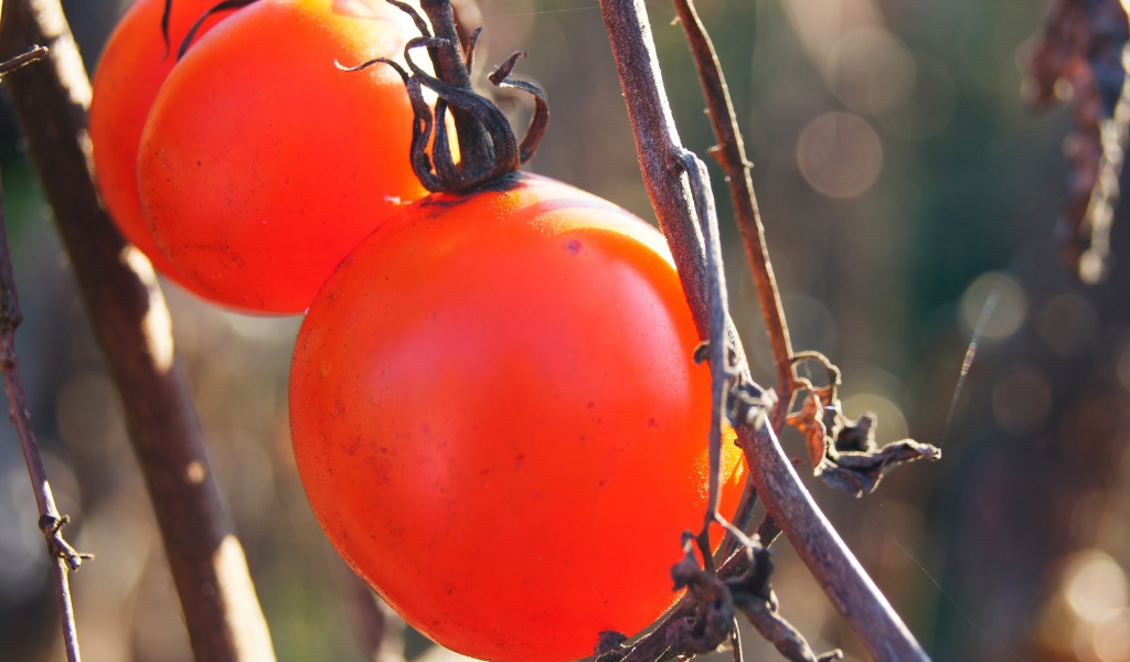 Куст с помидорами