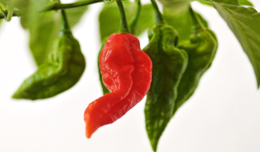 Красный перчик