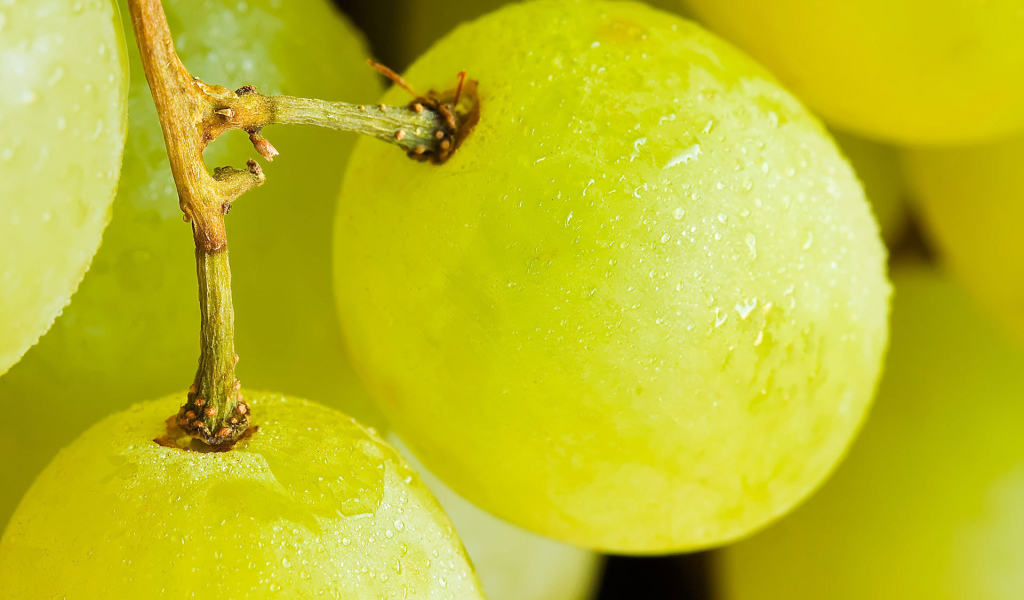 Желтый виноград