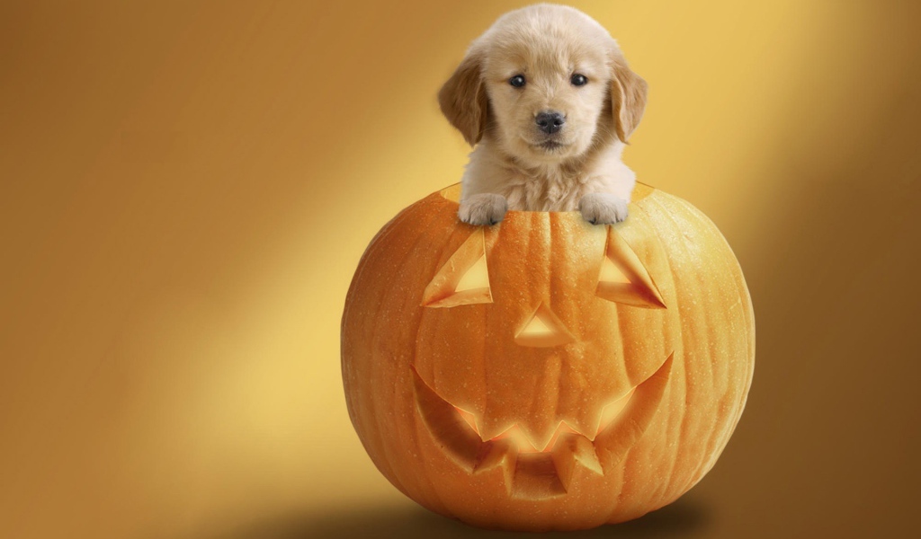 Щенок в тыкве