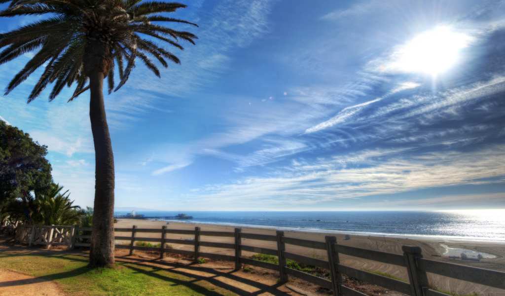 Пальма на берегу