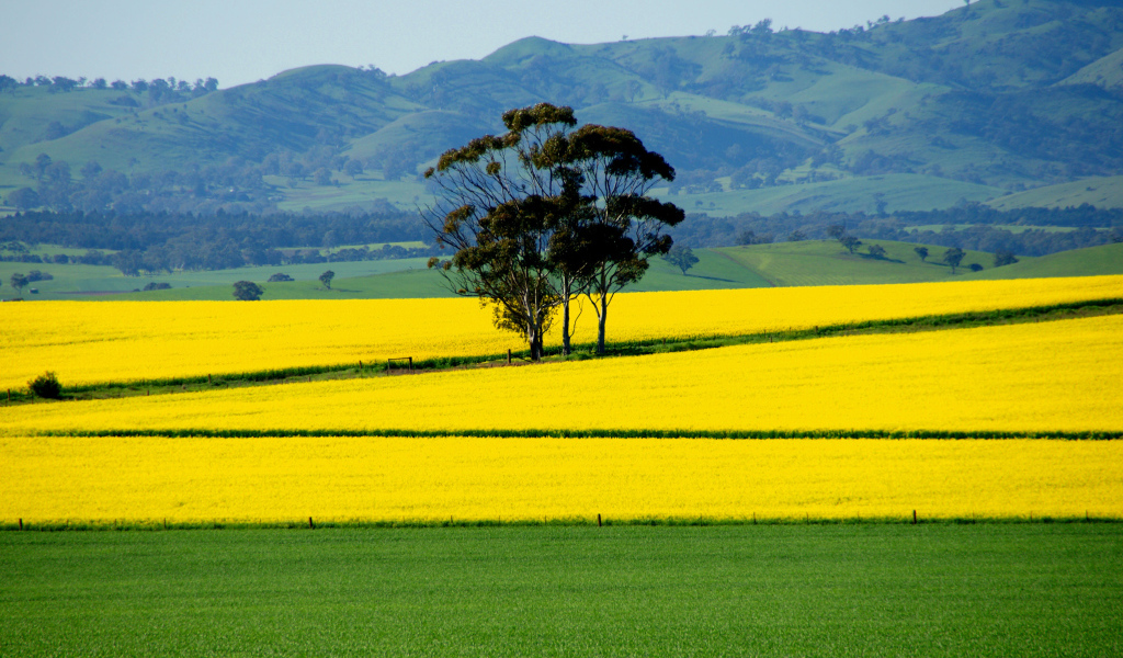 Ярко желтое поле