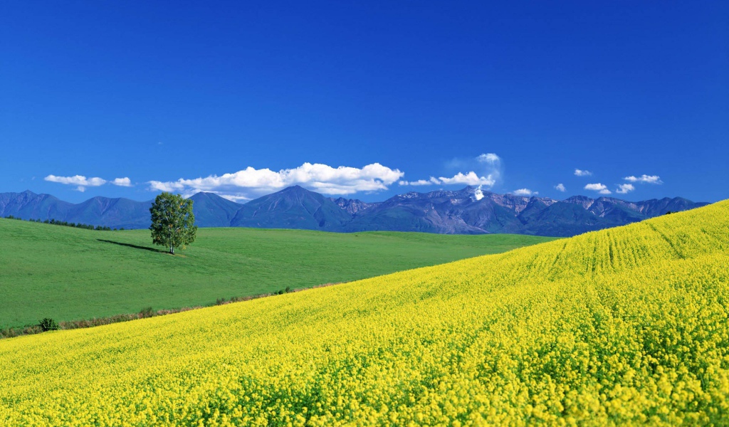 Цветочный пейзаж