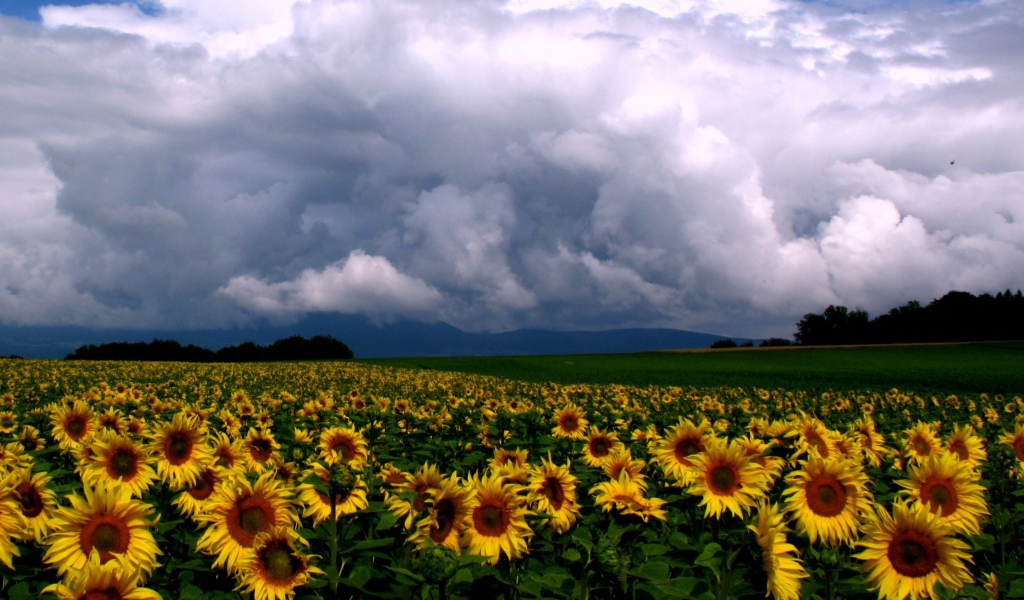 Подсолнухи и облака