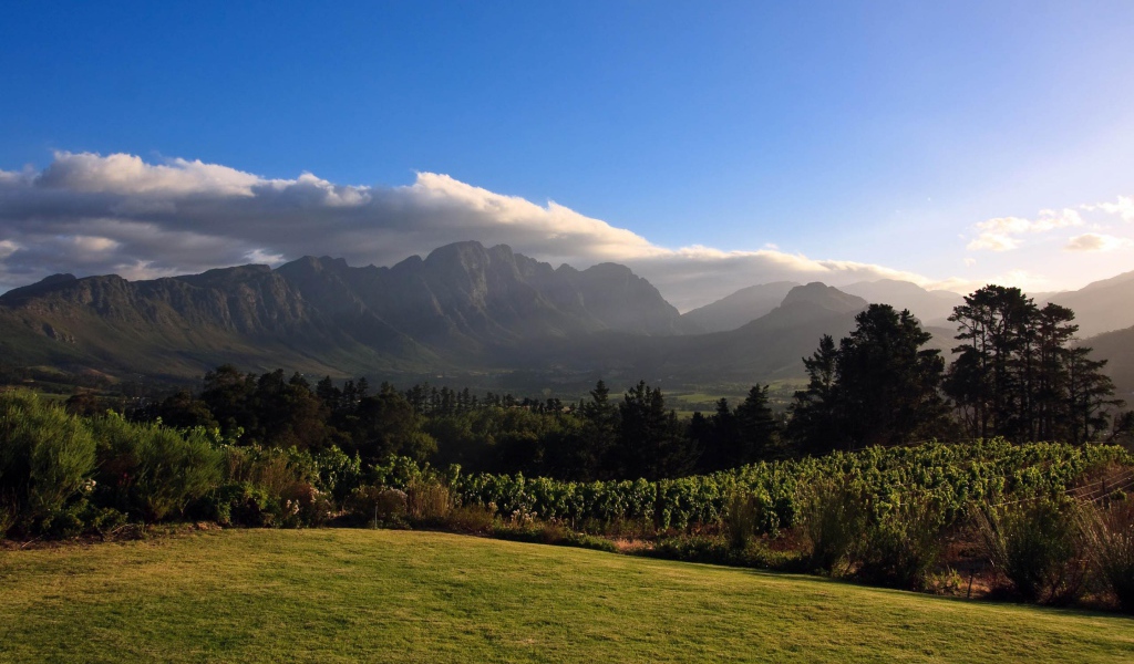 Виноградники