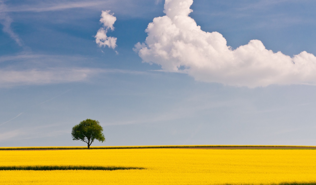 Желтое поле и дерево