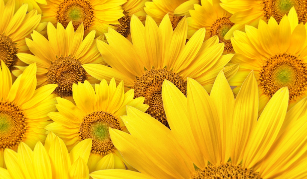 Большие цветы подсолнуха