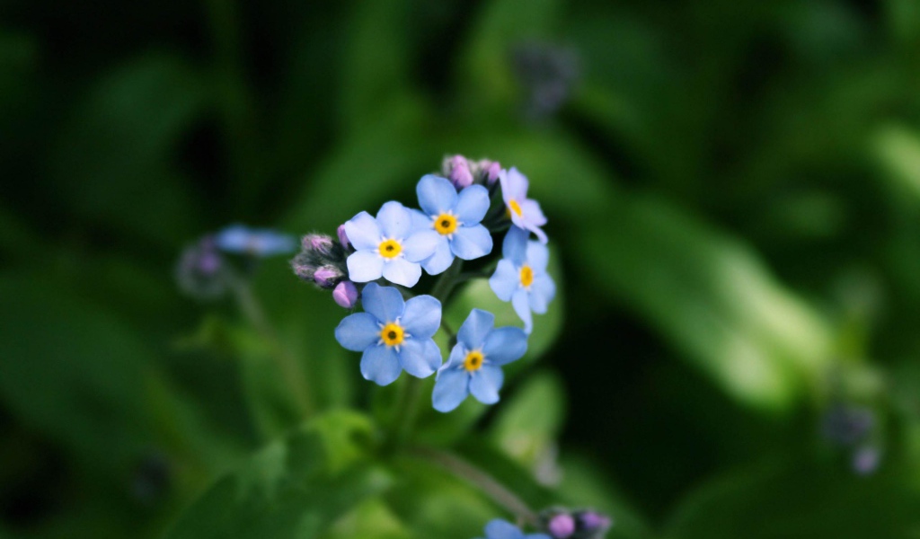 Голубой букет