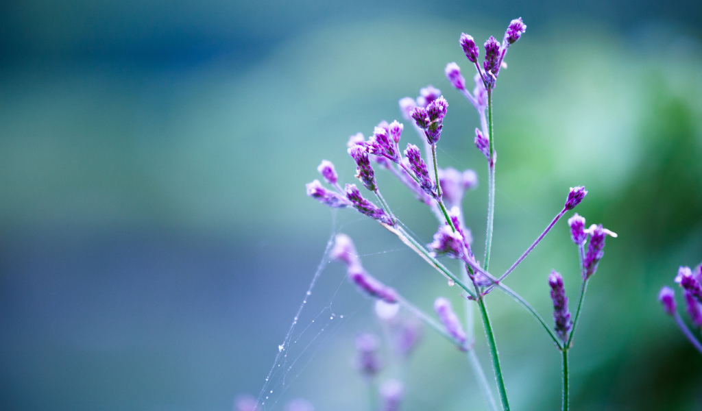 Веточка в паутинке