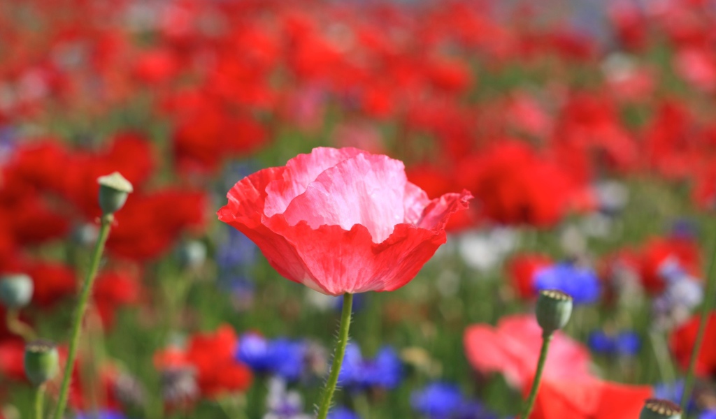 Бутон красного мака