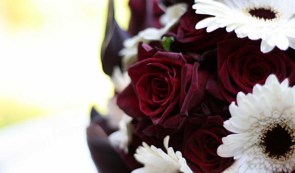 Бордовые розы